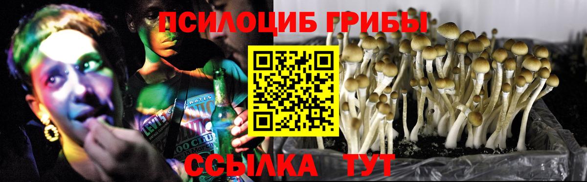 купить закладку  Вход с VPN  Галлюциногенные грибы Psilocybine cubensis  Елизово  Галлюциногенные грибы Psilocybine cubensis 